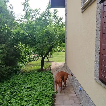 Duzzogo Vendeghaz Agard * Гардонь