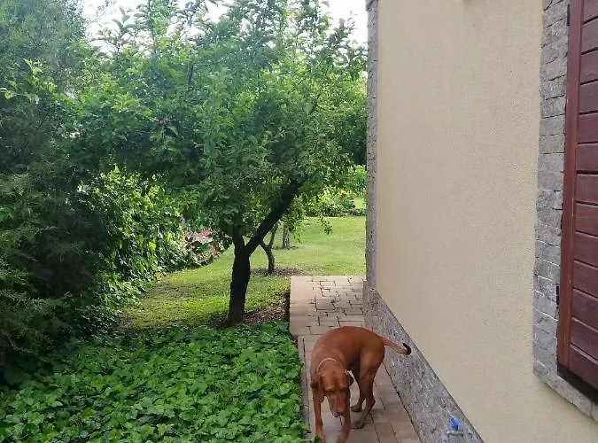 Duzzogo Vendeghaz Agard * Gardony